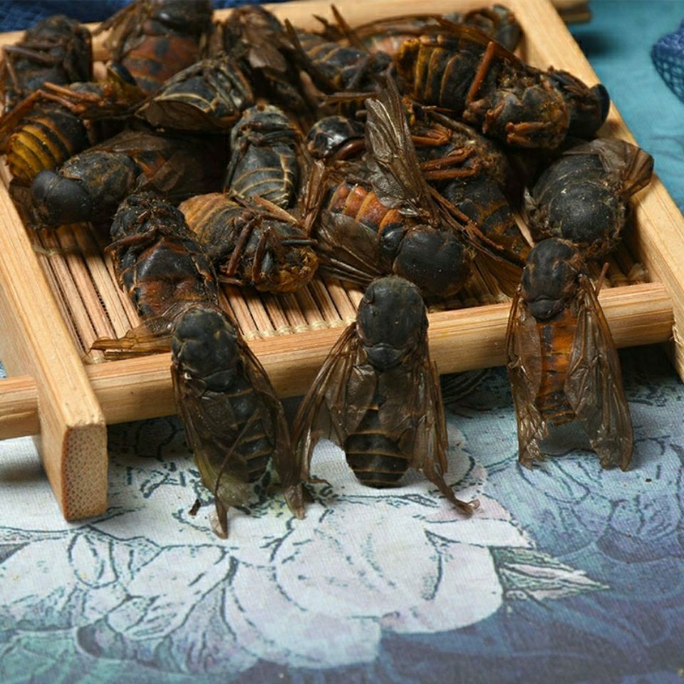 牛虻虫 牛虻虫 大牛虻牛牤虫 牛氓虫粉-阿里巴巴