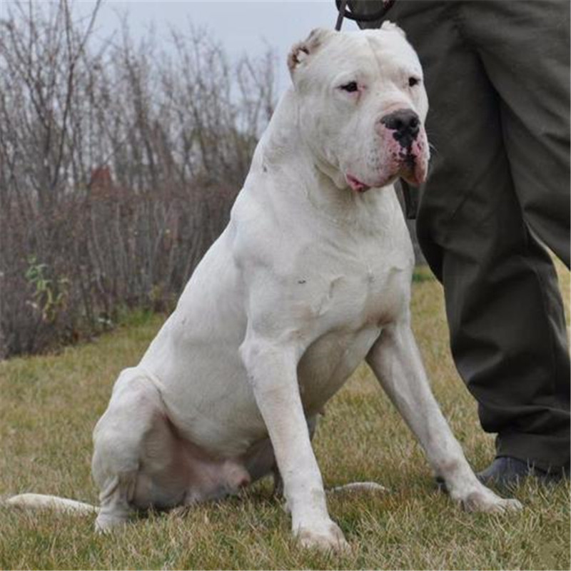 出售精品杜高犬大型猛犬活体幼犬纯种阿根廷杜高大型狩猎犬双血统