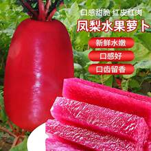 High-end pineapple fruit radish seeds red skin red flesh跨境