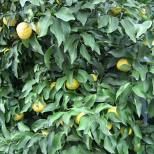 果树种子四季种易活高产水果种阳台盆栽多品种水果种子香橼果树籽