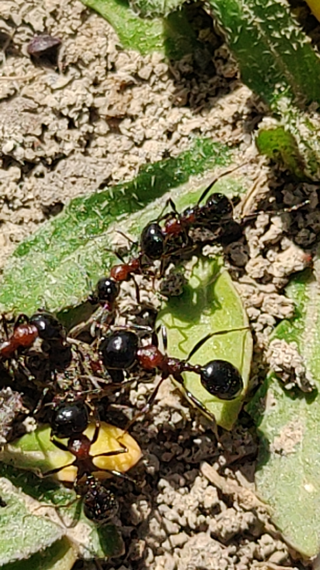 勤劳收获蚁 messor laboriosus 新后 宠物蚂蚁 现货