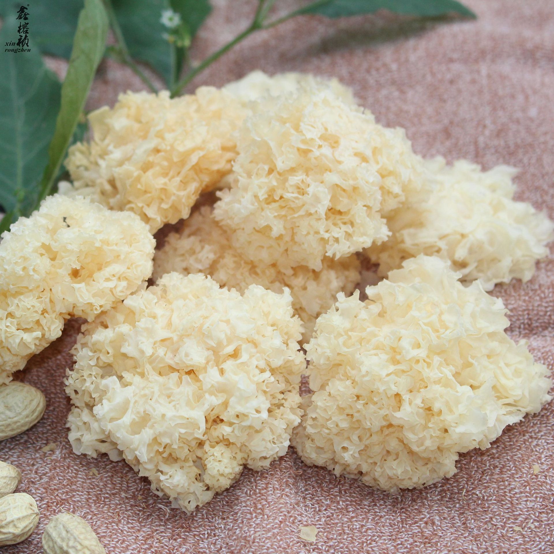 原产地椴木小银耳椴木银耳雪耳糯耳小朵菇农山泉水灌溉自产自销