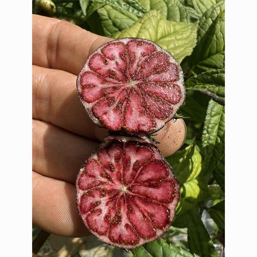 【顺丰包邮】云南红果参脆甜多汁新鲜应季水果礼盒装算盘果蜘蛛果