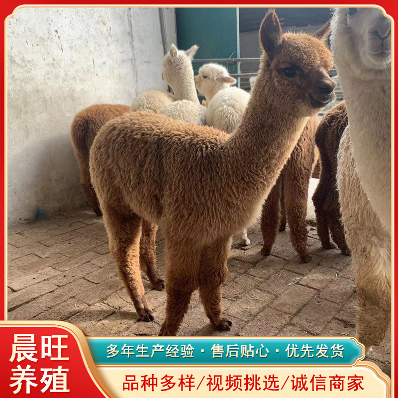 小羊驼回收价格澳洲羊驼宠物活成年幼崽活体羊驼价景区观赏活体