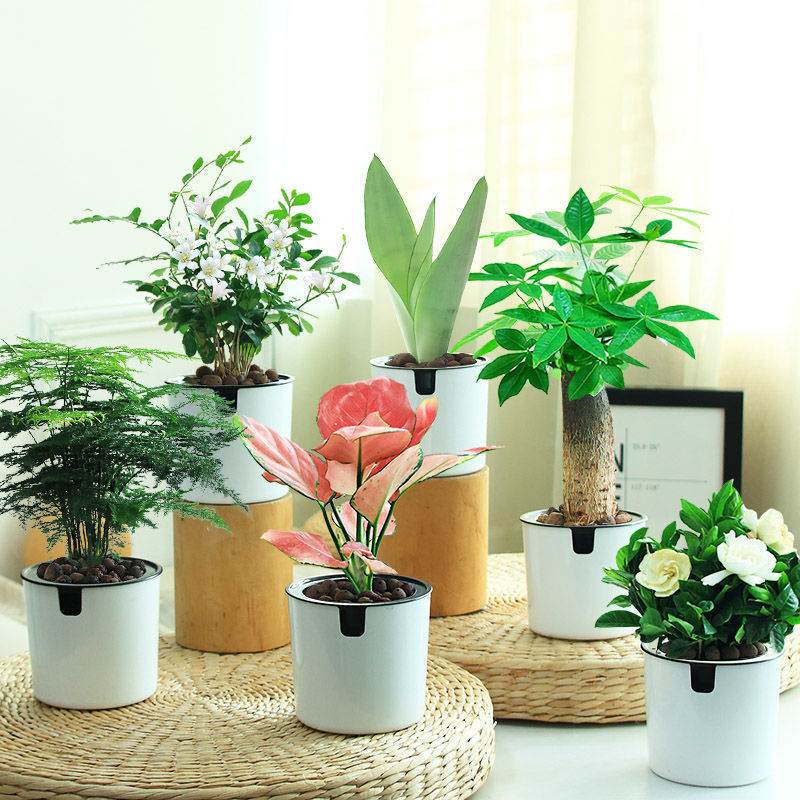 办公室防辐射水培养生植物绿植室内盆栽好养活富贵竹九里香小盆栽