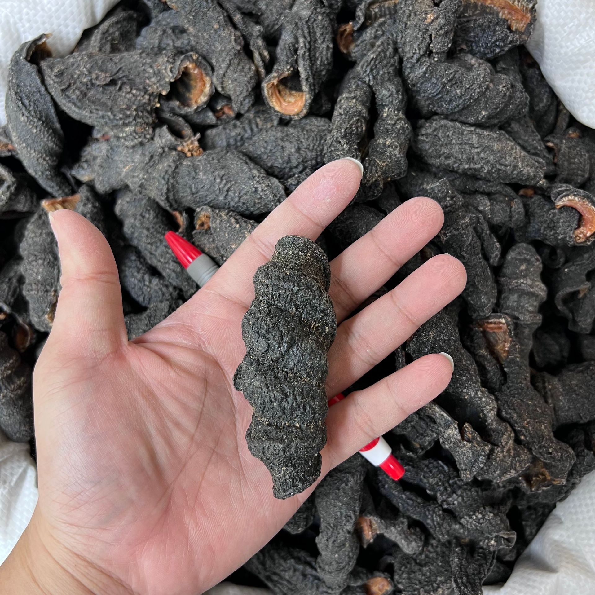 加拿大冰岛进口红极参去筋淡干货500g肉厚参皮北极参纯干-阿里巴巴