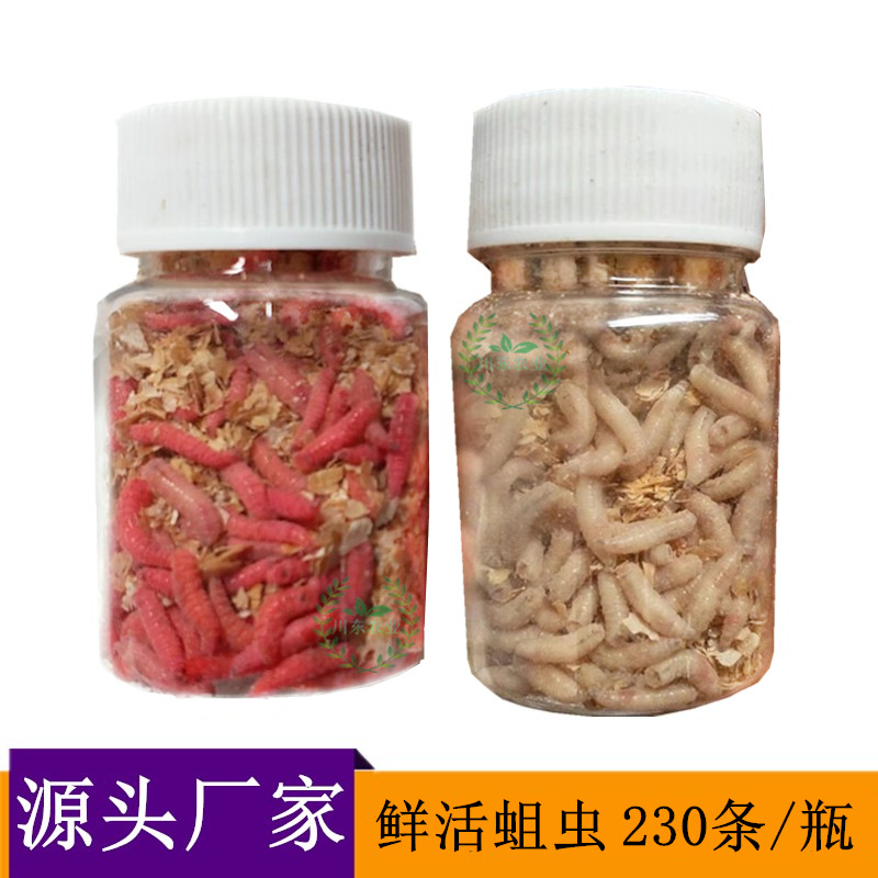 钓鱼活蛆大蛆红色蛆虫活体白蛆钓溪石斑白条溪鱼活虫蛆牙鲜活鱼洪