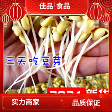 新货发豆芽黄豆生黄豆芽豆黄豆纳豆5斤 东北农家自种690小粒