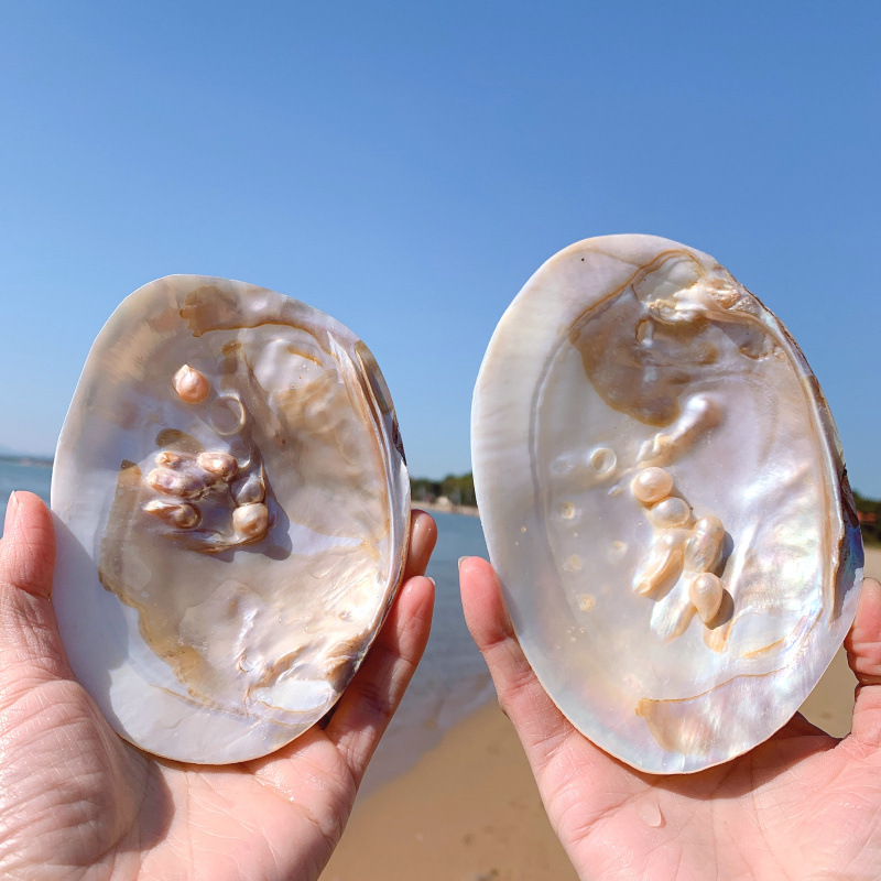 珍珠蚌壳珍珠贝天然海螺贝壳鱼缸造景水族箱装饰品地中海地台摆件