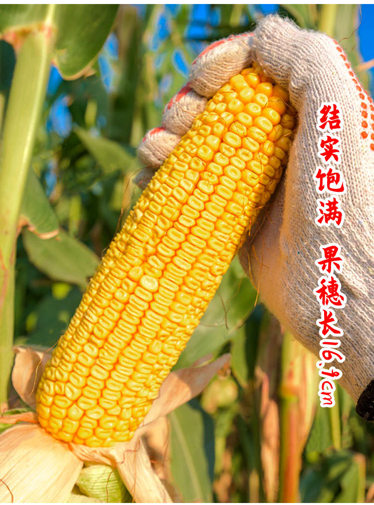 商品描述储存条件常温供货时间全年包装规格郑单958玉米 500g原装,郑