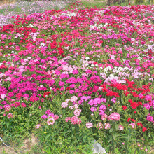 一件代发野花组合矢车菊波斯菊二月兰百日草金鸡菊四季花卉花海种