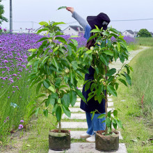 白兰花盆栽树苗玉兰花卉植物室内阳台绿植易活带花苞四季开黄角兰