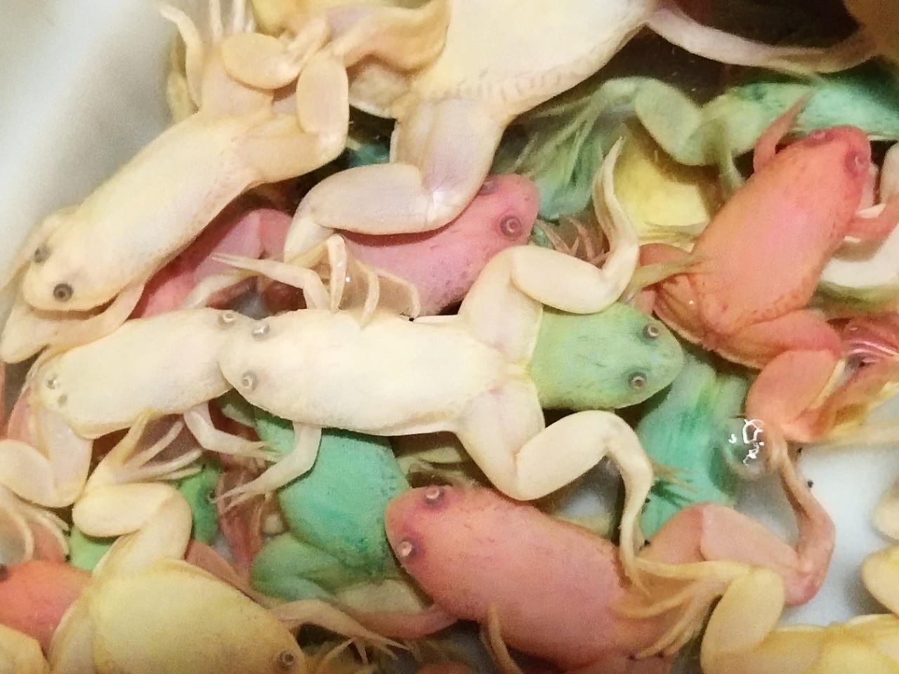 批发金蛙彩蛙活体淡水热带观赏宠物彩色观赏蛙网红摆摊蛙量大包邮