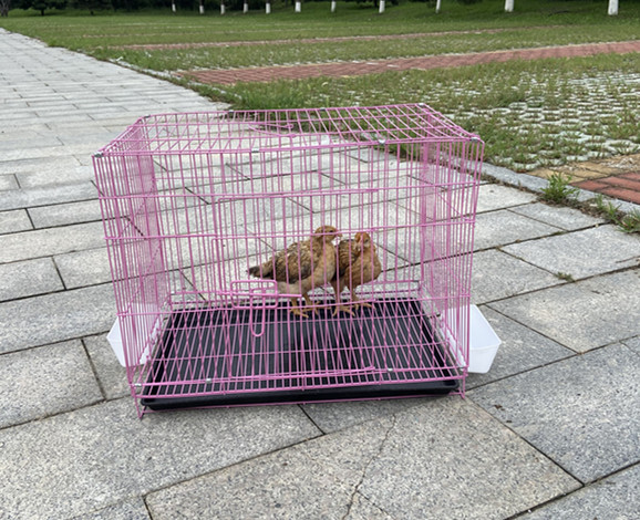 小鸡笼子育雏笼子-小鸡笼子育雏笼子厂家,品牌,图片,热帖-阿里巴巴