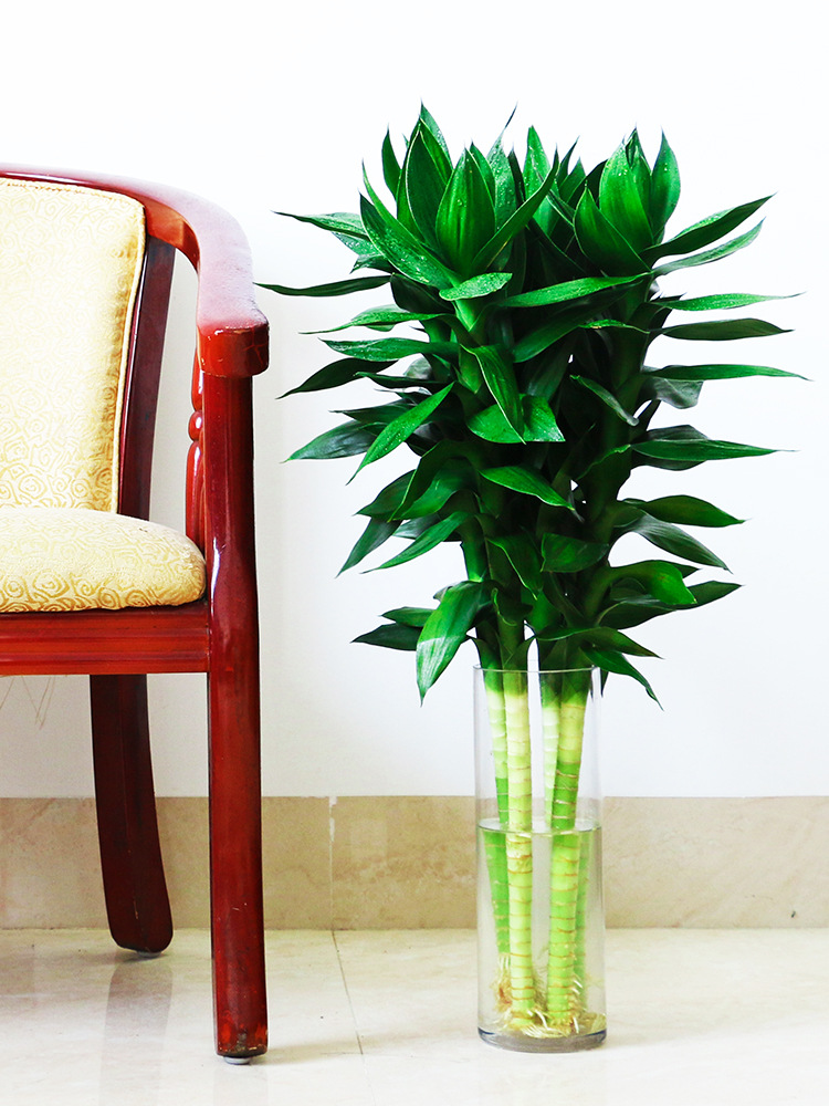 富贵竹纯水培植物水养水里养的水泡不用晒太阳放餐桌办公桌上