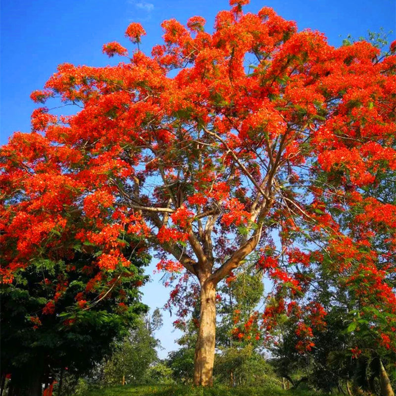 正宗红花楹蓝花楹树苗金凤凰木树小苗名贵庭院绿化街道花木风景树