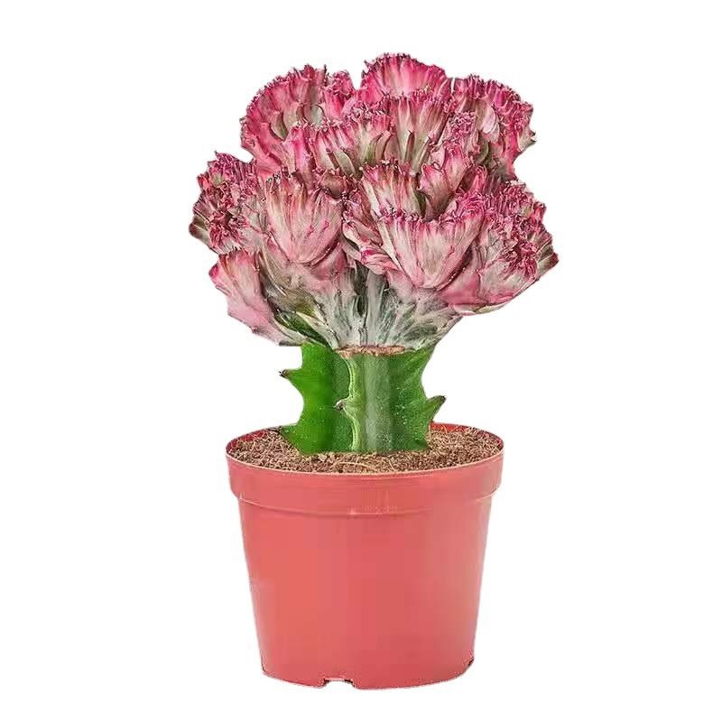 彩麒麟盆栽仙人掌花卉室内绿植易养活美化多肉植物春峰绿植盆景