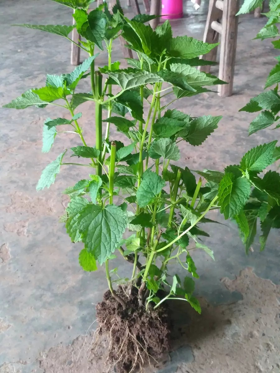 藿香苗鱼香苗 超大苗老苗易成活土霍香苗盆栽花卉带泥香草 真苗