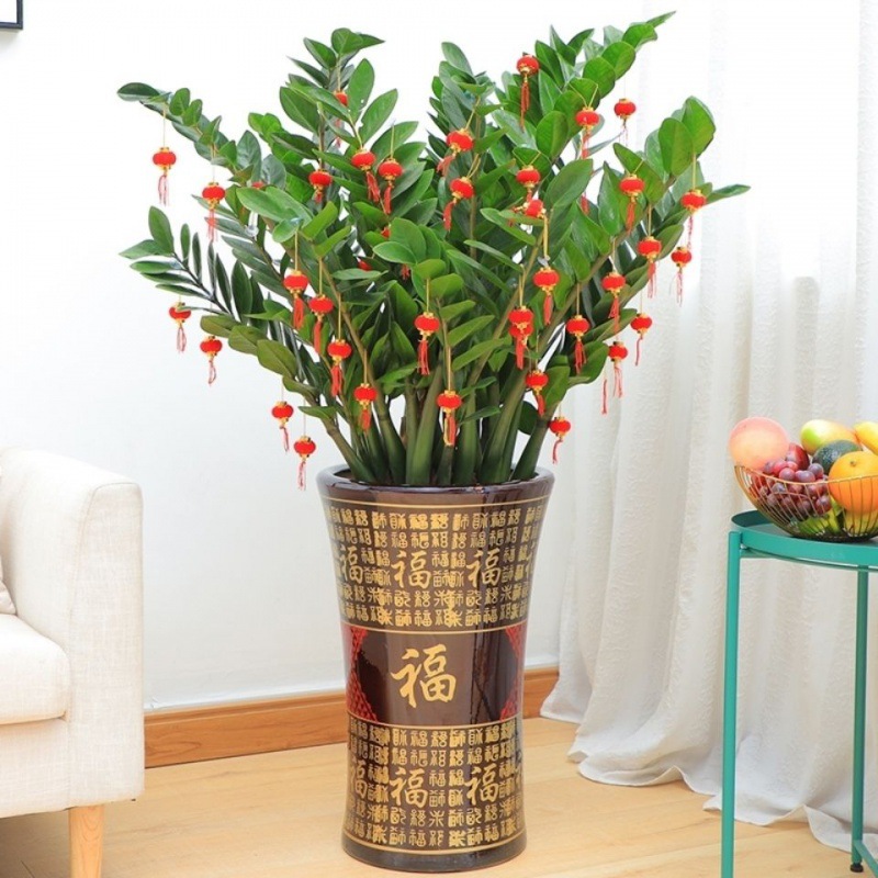 金钱树盆栽金钱兜绿植办公室客厅开业升迁发财树一年四季常绿植物