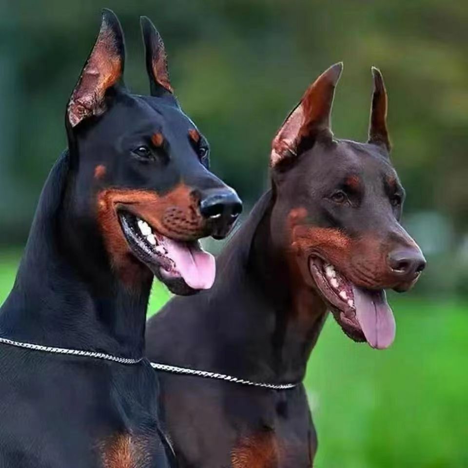 精品杜宾犬活体幼犬纯种棕色黑色杜宾宠物狗大型护卫犬-阿里巴巴