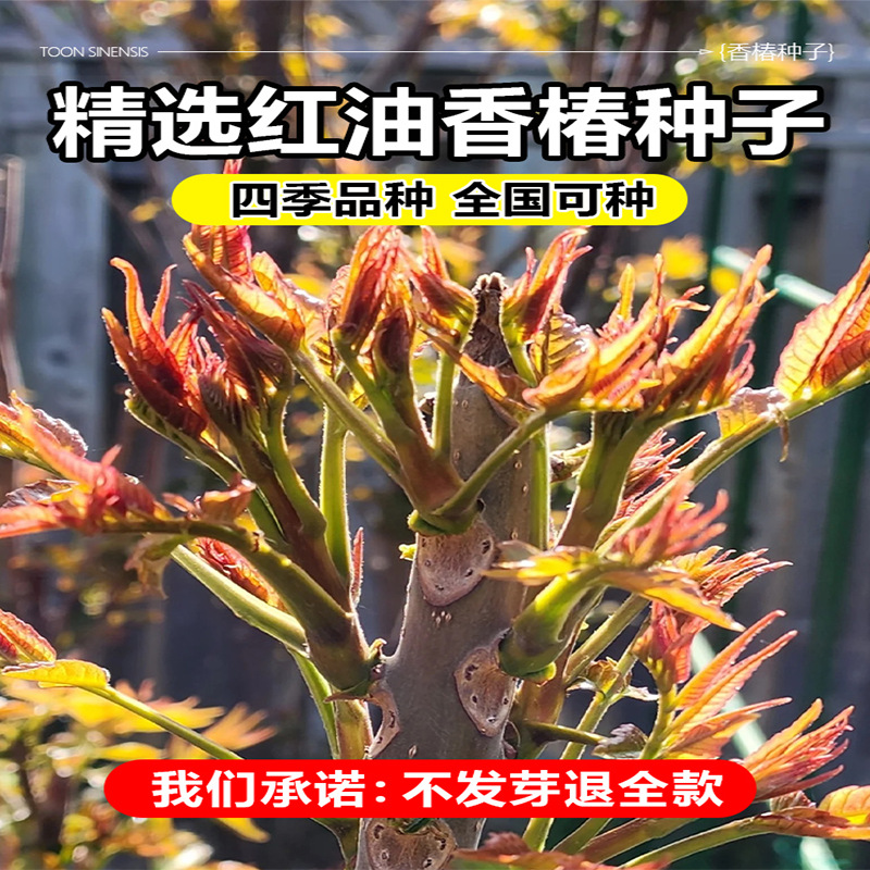 香椿籽种籽红油四季香椿树苗芽种孑水培种植树种嫩芽四川云南香椿
