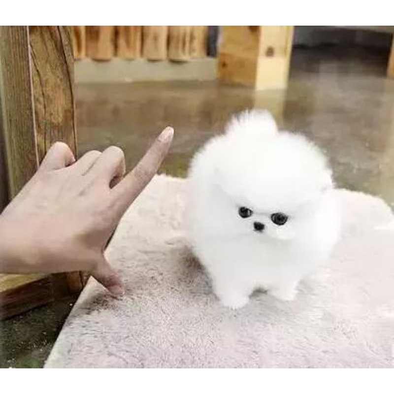 博美犬幼犬茶杯犬长不大迷你袖珍俊介小型犬家养宠物狗狗