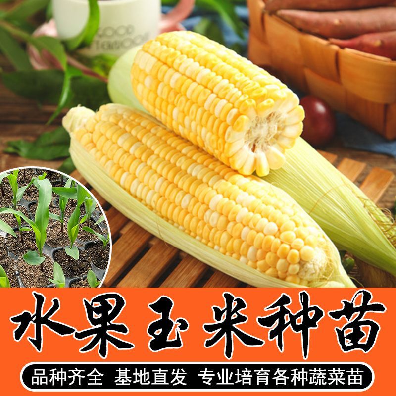超甜水果玉米种子玉米苗四季特大甜糯种籽春季粘高产种孑-阿里巴巴