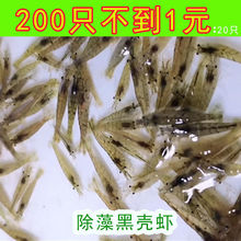 黑壳虾除藻淡水活宠物观赏虾清洁饲料工具鱼缸小草缸造景水草虾