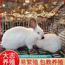 政府补贴养殖伊拉肉兔大志兔业常年批发纯种伊拉兔活体幼兔青年兔