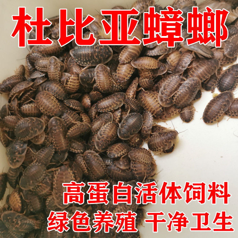 杜比亚蟑螂活体幼体繁殖组蜥蜴龙鱼守宫变色龙活饵饲料超樱桃蟋蟀