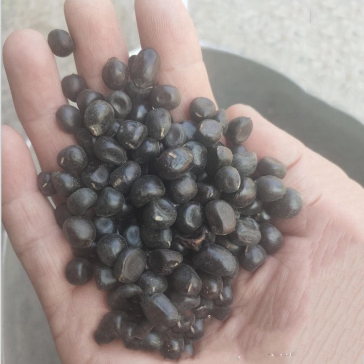 批发观赏苗木 牡丹种子 牡丹花 牡丹是毛茛科 [2] ,芍药属植物