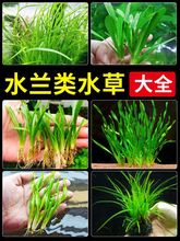 细叶水兰水草植物大小细叶扭兰龙舌兰鱼缸阴性真草新手古法造景B