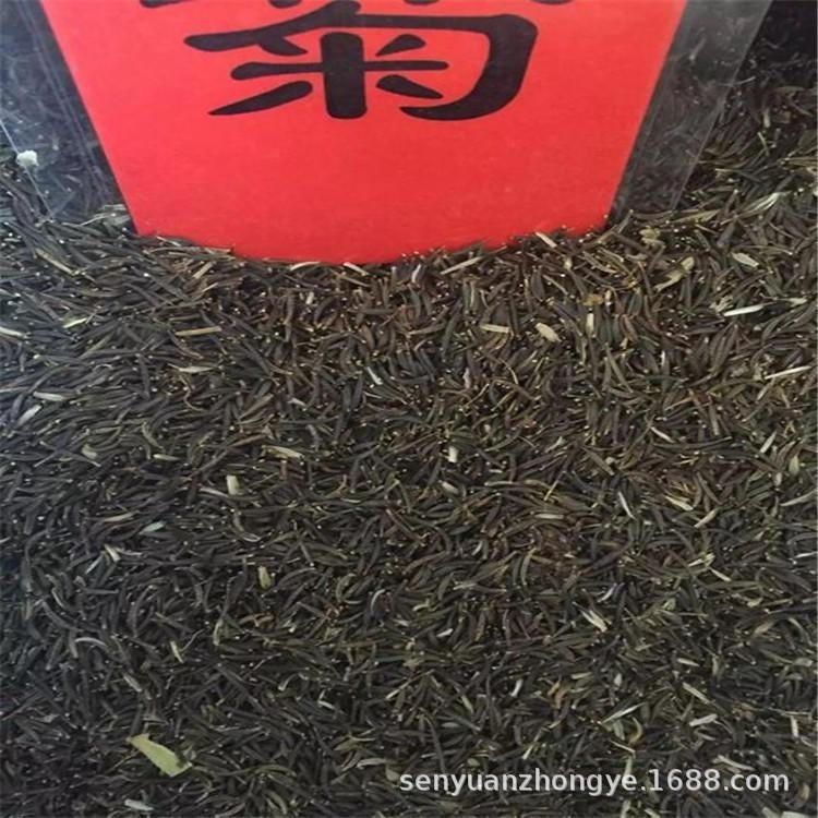 供应波斯菊种子绿化播种育苗扫帚梅花籽园林格桑花观赏花卉