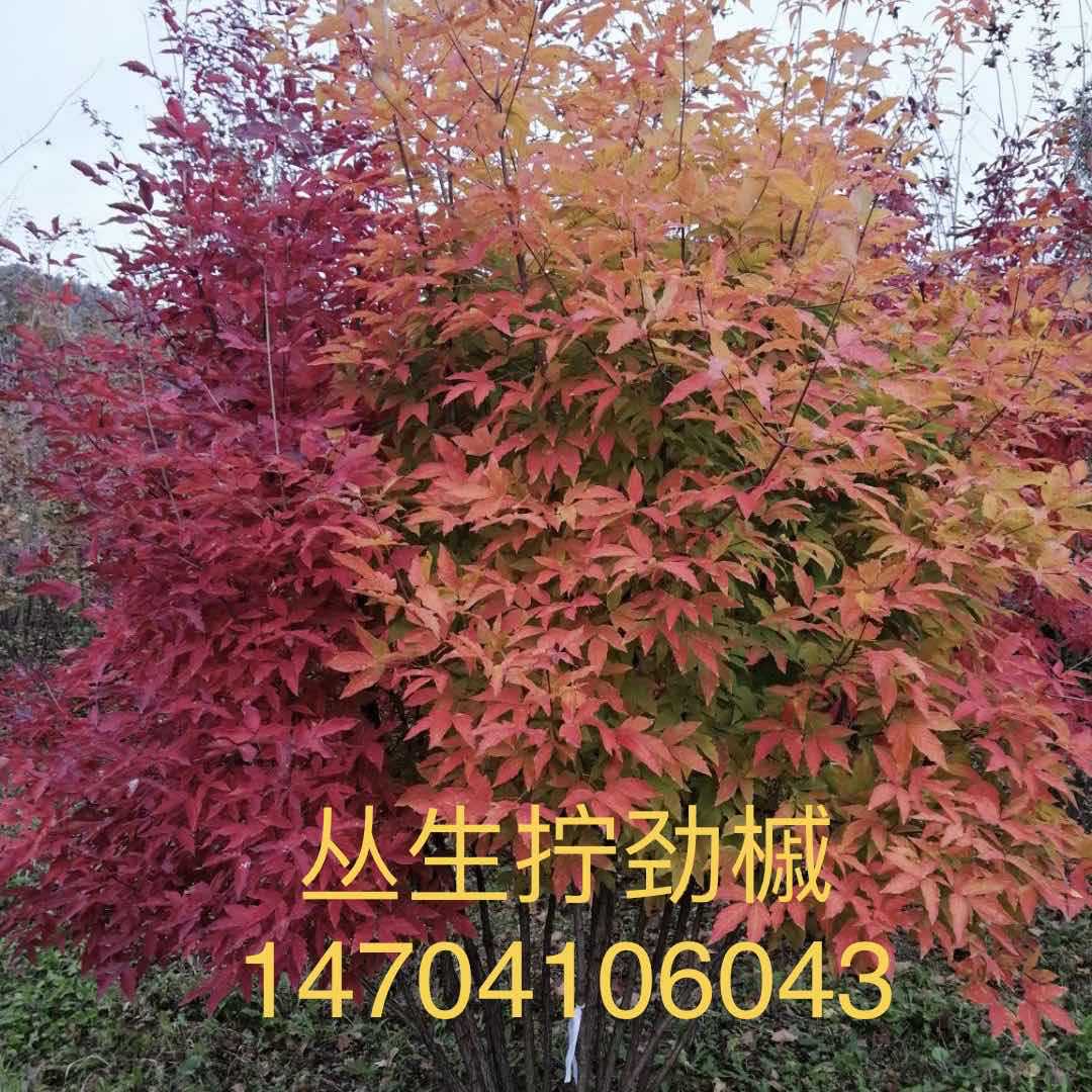 苗圃销售丛生拧劲槭拧劲槭各种槭树批发价格优惠