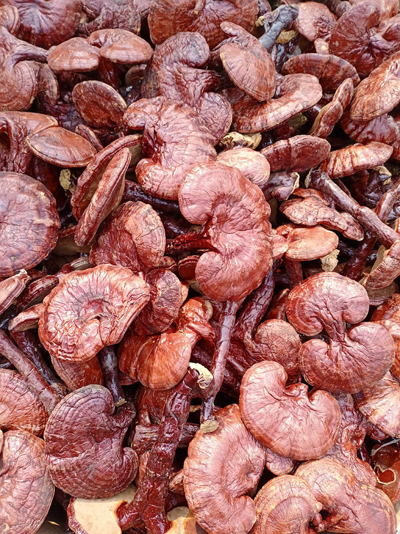 产地供应 安徽大别山金寨椴木赤灵芝 红芝熟灵芝 小红灵芝500g