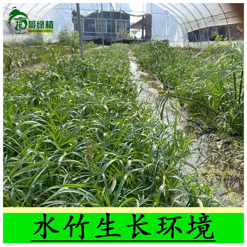 水竹 旱伞草 水菖蒲 狐尾藻 水葫芦 浮水 挺水 浮萍水生水培植物