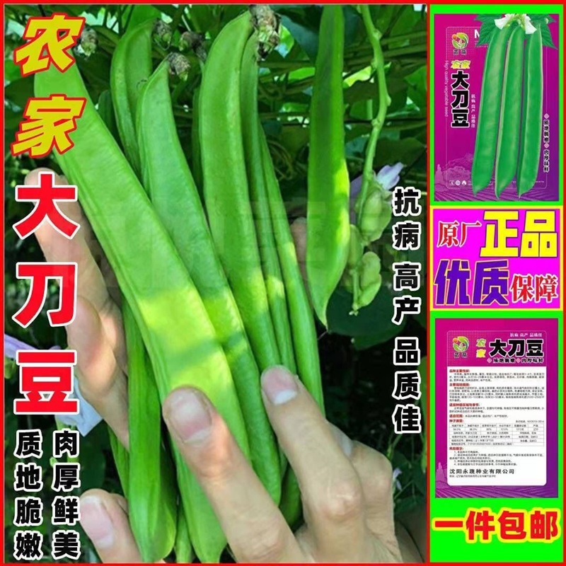 刀豆种籽大扁豆爬藤刀巴豆巨型大豆角巴西豆四季豆蔬菜种籽-阿里巴巴