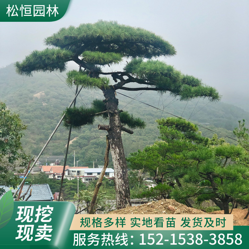 基地批发景观造型油松 别墅庭院临水迎客松树 园林绿化工程黑松树
