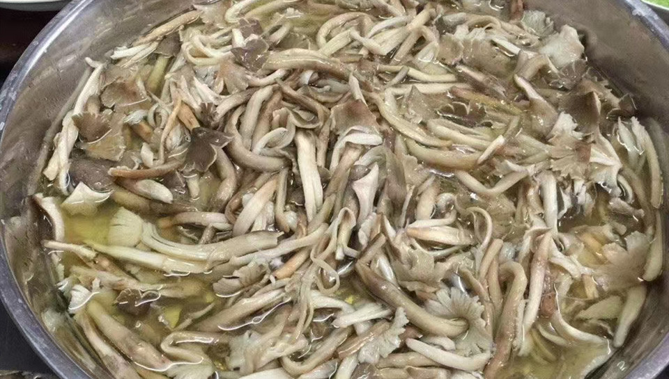 2021年云南特产火把新鲜鸡枞菌大白鸡枞鸡肉丝菇荔枝菌一件代发