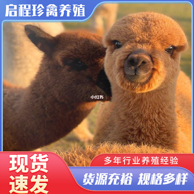 宠物德保矮马活体 迷你宠物矮马幼崽 儿童骑乘德保矮马活物-阿里巴巴