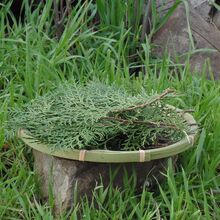 重庆天农产品然野生新鲜现采侧柏树叶烟熏腊肉香扁枝