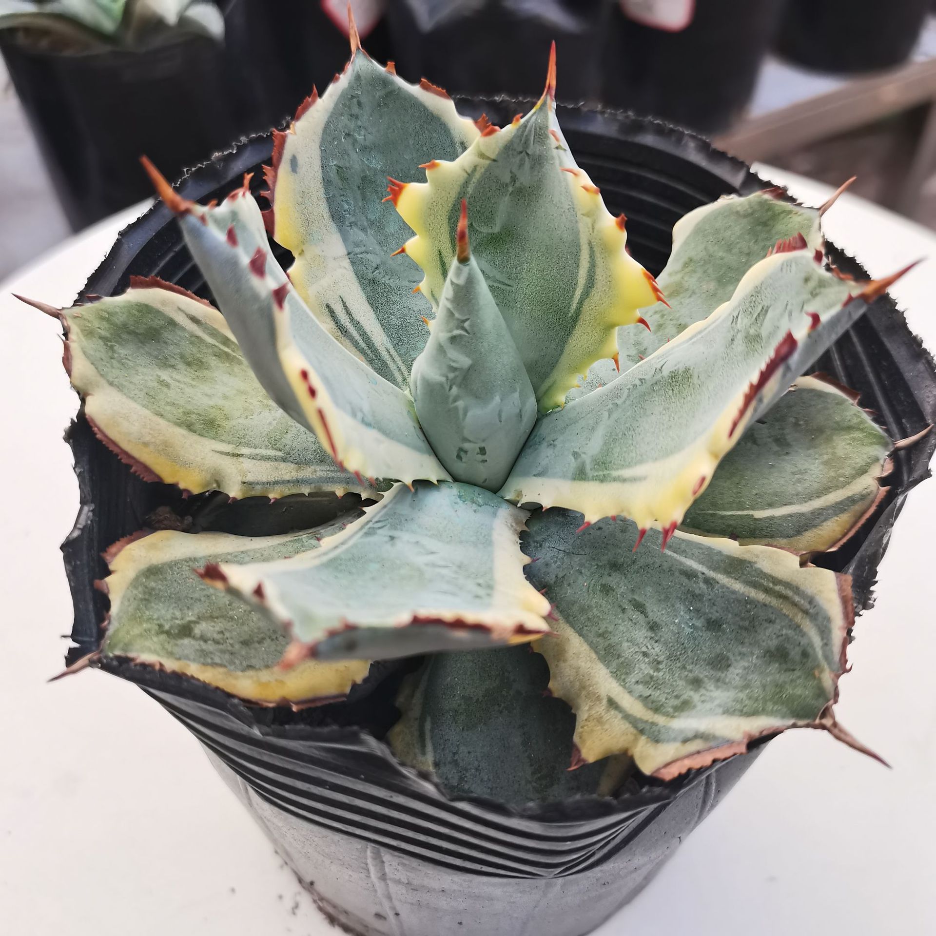 【基地直发】多肉植物龙舌兰批发连刺甲蟹锦15#沙生植物园林造景