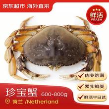 海外直采  鲜活珍宝蟹 600-800 g/只 海鲜水产螃蟹