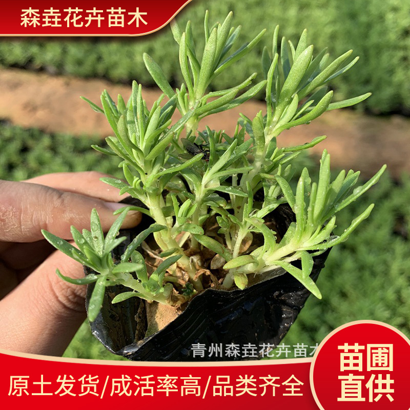 佛甲草 绿化苗庭院工地绿化四季常绿耐寒耐旱多年生 佛甲草杯苗