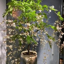 垂丝茉莉花 盆栽花苗 花期11-5月白蝴蝶稀有花卉绿植室内垂吊植物