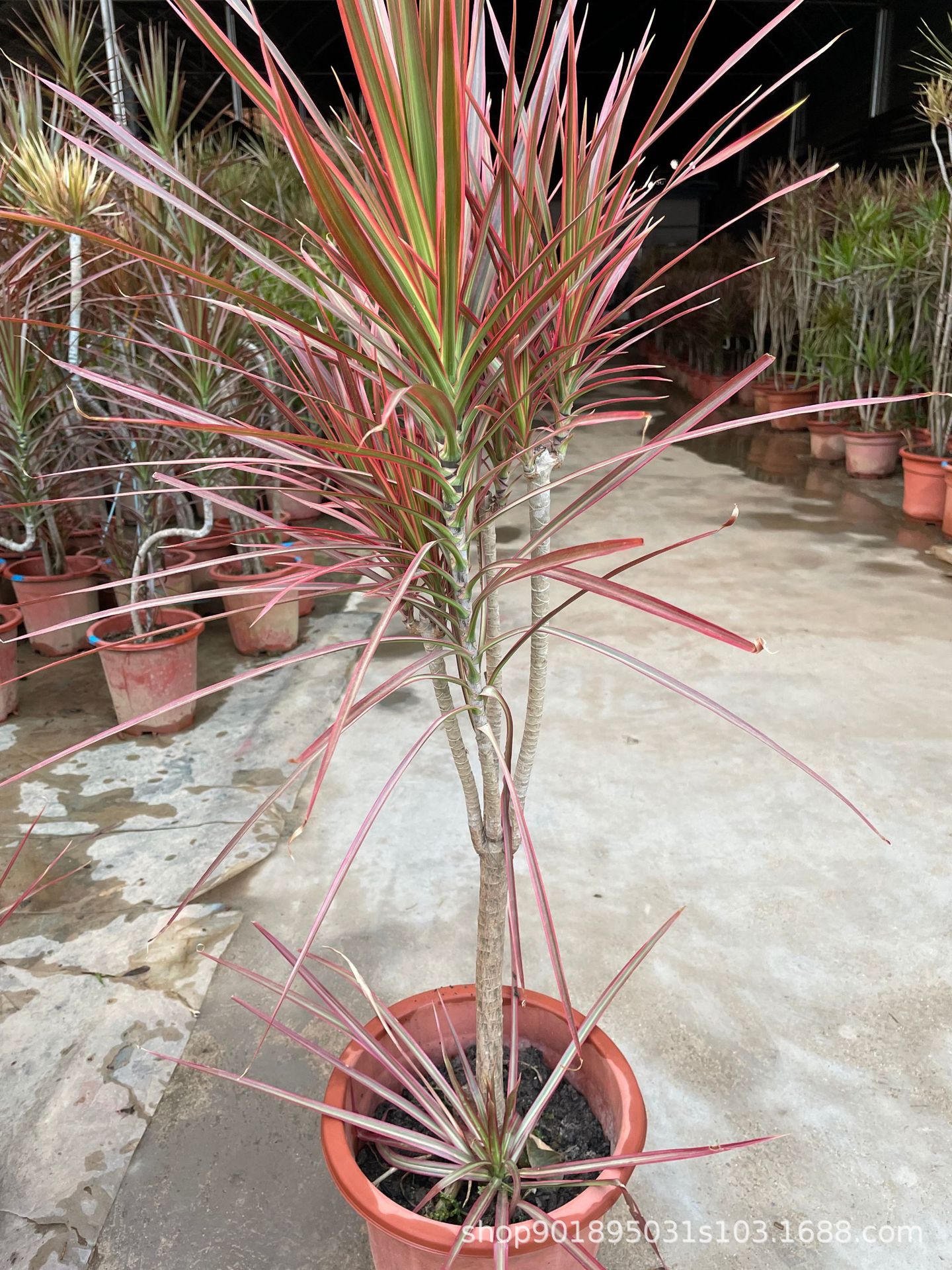 基地直供七彩铁五彩千年木盆栽三色龙血树红竹观叶植物室内绿植