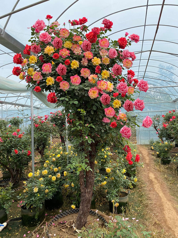 嫁接树桩月季花苗高杆树状月季树特大花棒棒糖月季花