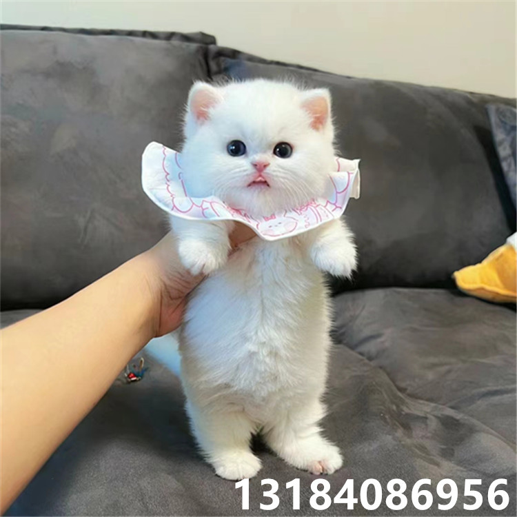 英短乳白矮脚猫活体小型宠物猫咪活物折耳猫蓝白幼猫活体橘猫活体
