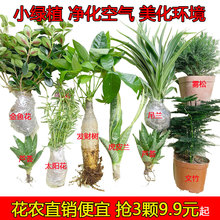 发财树虎皮兰芦荟盆栽植物室内客厅绿植防辐射吸甲醛办公室好养