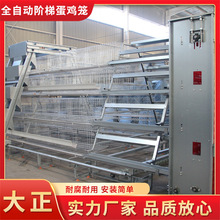 全自框架肉鸡笼 三层立式肉鸡笼 鸡舍养殖厂用鸡笼子镀锌铁丝笼子